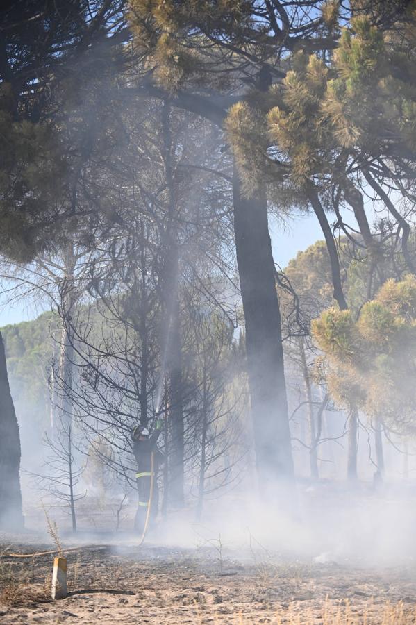 Fotos: Controlado el fuego que amenazó la zona de pinar en Aldeamayor de San Martín