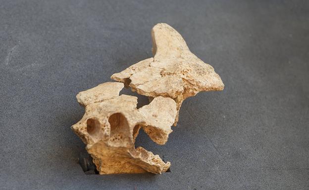 Fósil hallado en Atapuerca. 