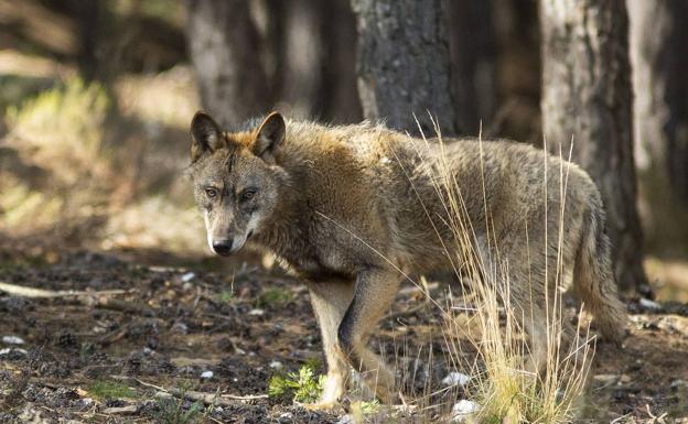 La Junta defiende que la sentencia del TC «no tiene efecto práctico» porque «no se puede cazar el lobo» 