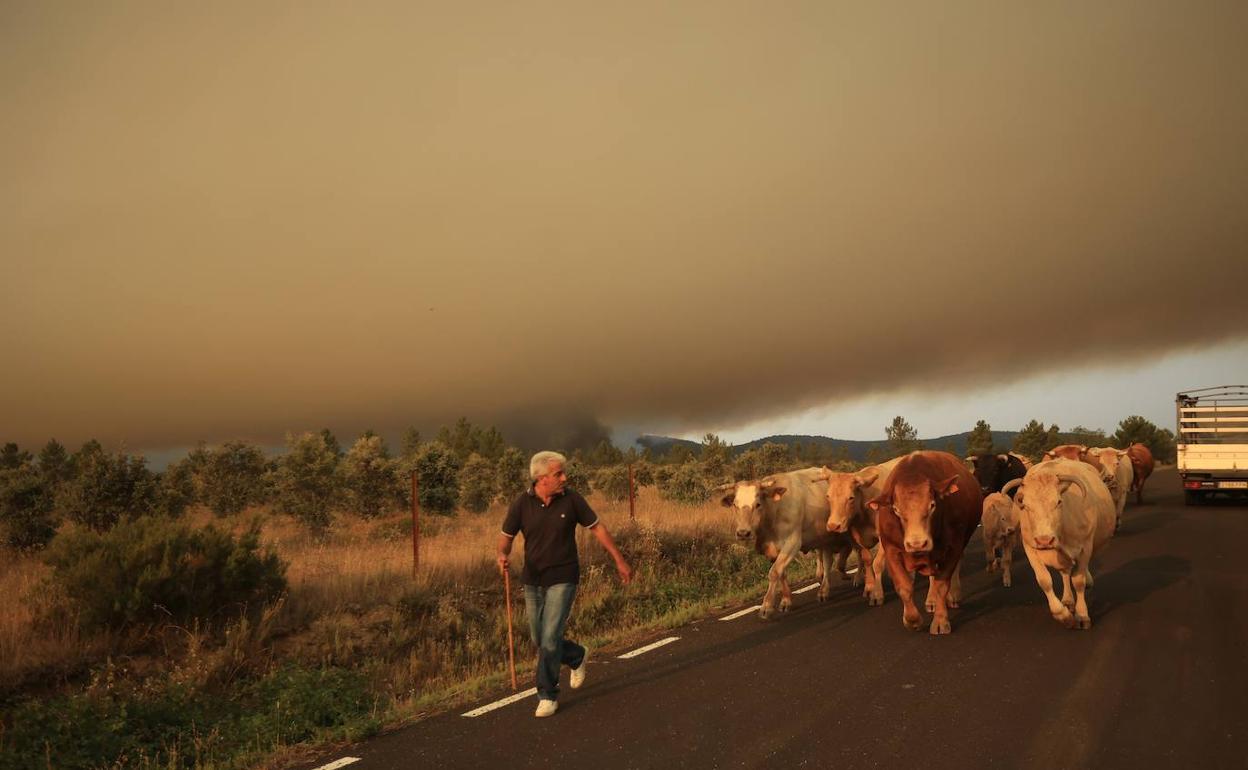 Un hombre traslada su ganado bajo un cielo cubierto de humo en la zona de Morasverdes.