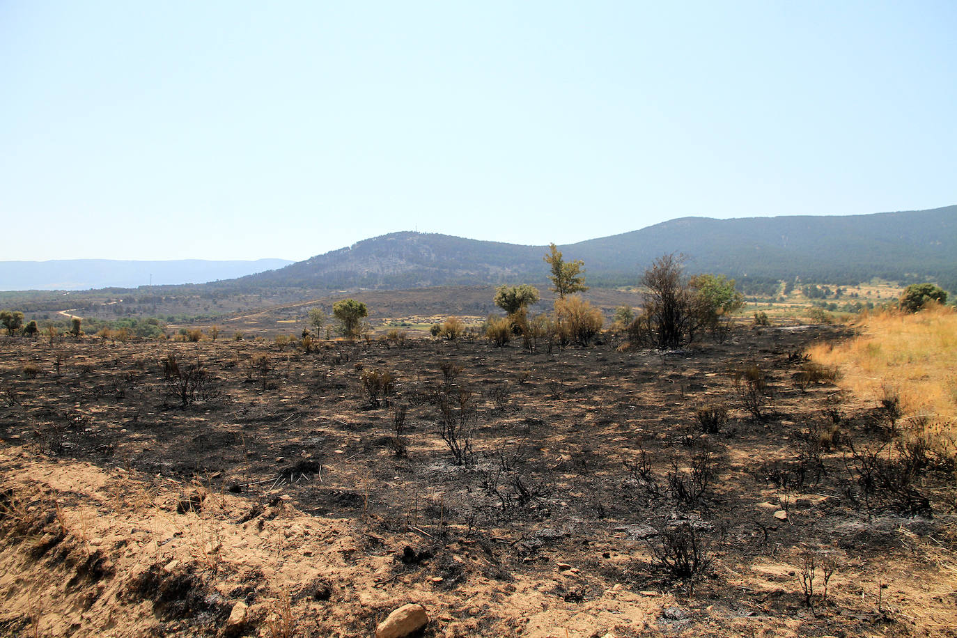 Terreno de pinar en el piedemonte de la sierra calcinado por el fuego declarado el pasado viernes en Navafría. 