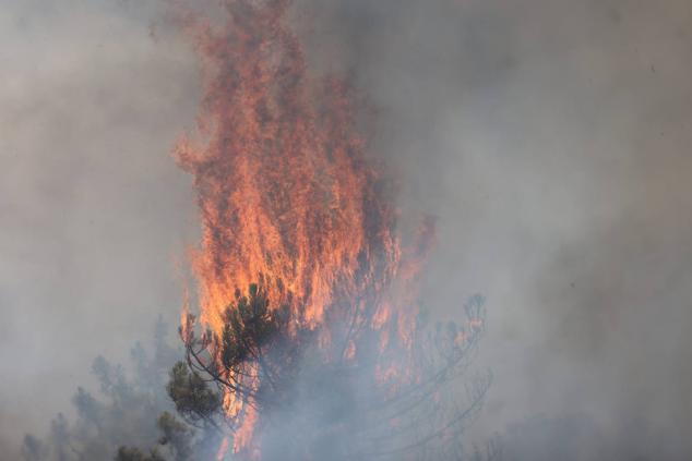 Fotos: El incendio de Losacio en imágenes