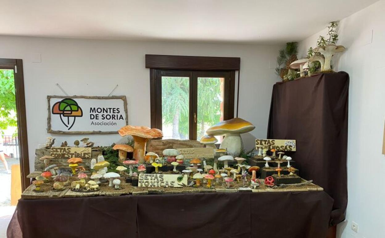 Exposición de setas en una de las paradas del Mycological Summer Tour de Montes de Soria. 