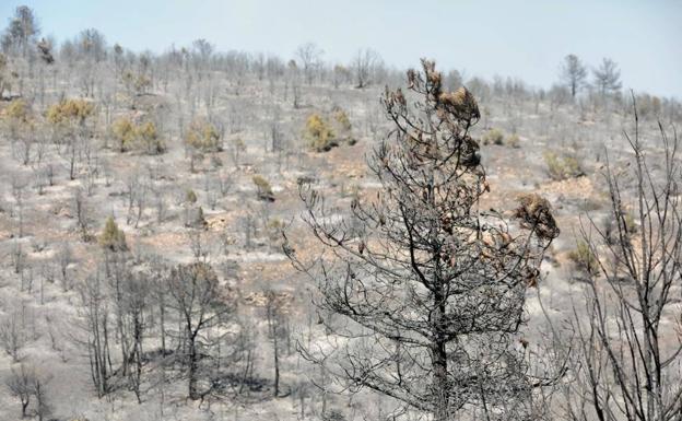 Imagen principal - Los bomberos acuden al punto del incendio.