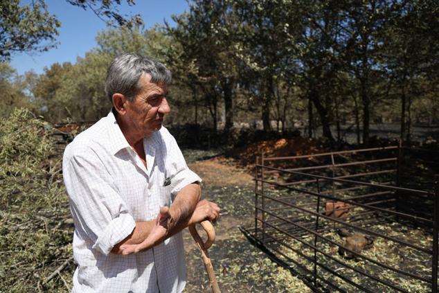 Fotos: Incendio de Losacio: Los ganaderos son obligados a trasladar su ganado