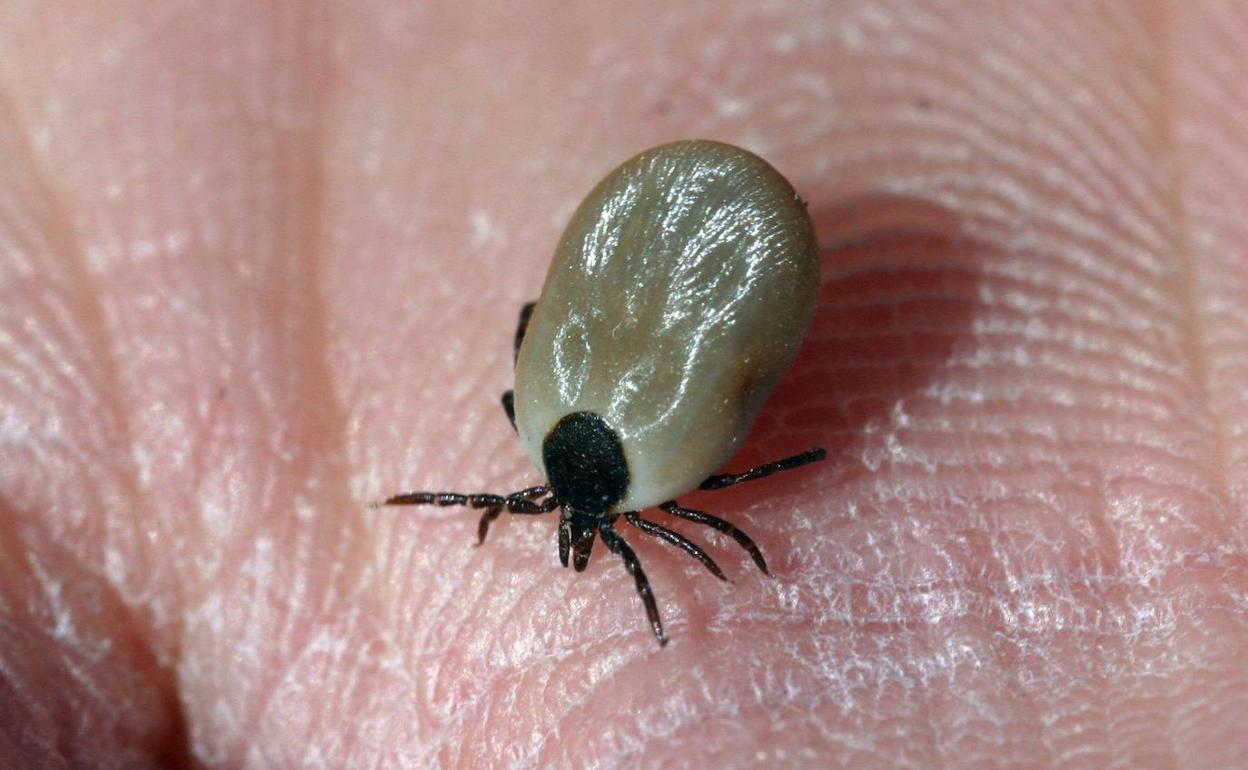 Una garrapata.