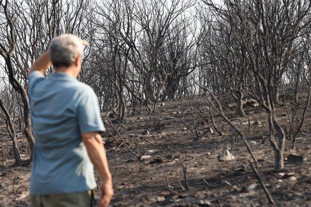 Fotos: San Martín de Tábara: El día después al voraz incendio