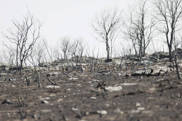 Fotos: San Martín de Tábara: El día después al voraz incendio