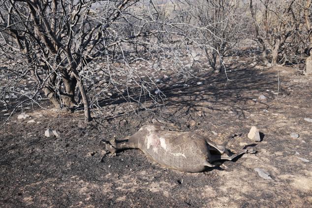 Fotos: Desolación e incredulidad de los vecinos de San Martín de Tábara al ver el paisaje