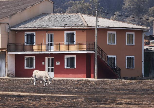 Fotos: Desolación e incredulidad de los vecinos de San Martín de Tábara al ver el paisaje