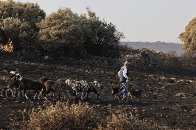 Fotos: San Martín de Tábara: El día después al voraz incendio