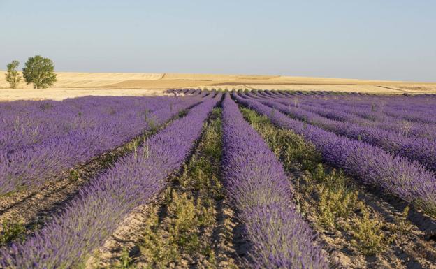 Los cultivos de aromáticas y la etnobotánica recibirán una inversión de más de 7.000 euros