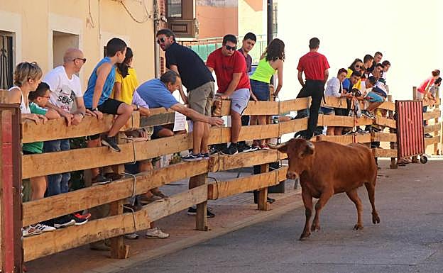 Encierros tradicionales durante las fiestas patronales. 
