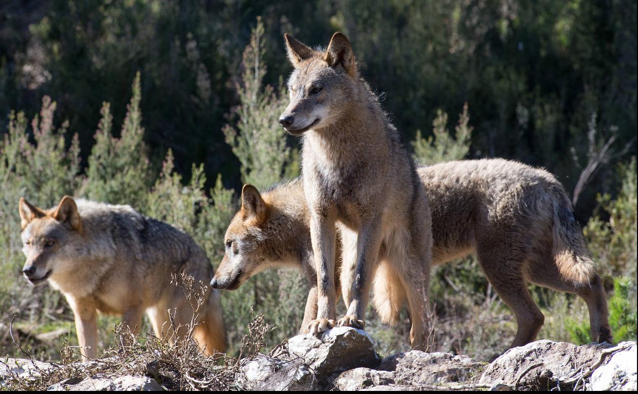 La Junta de Castilla y León rechaza la estrategia nacional del lobo, aprobada este jueves