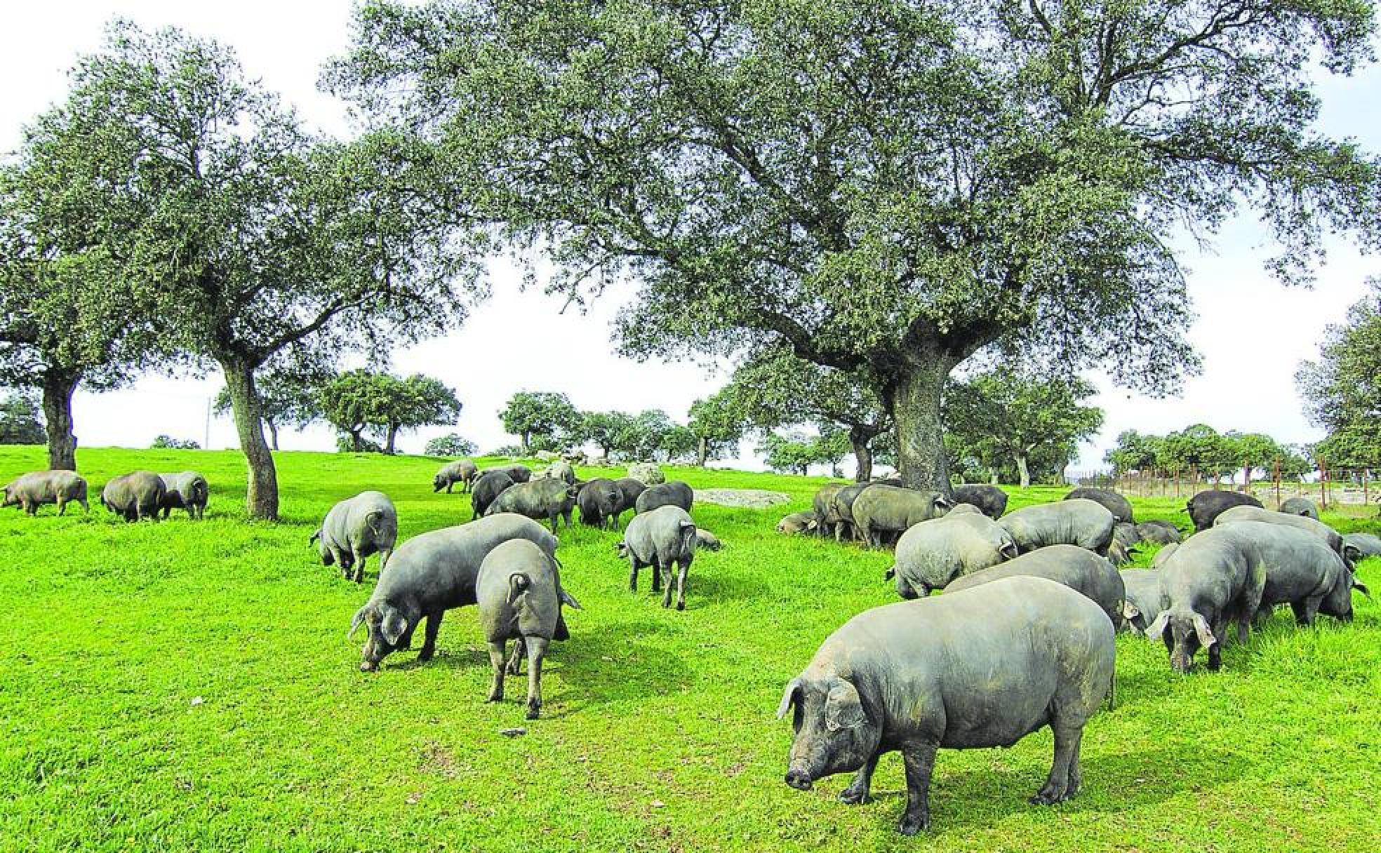 Piara de cerdos ibéricos en una dehesa extremeña, un ecosistema único de la Península. 