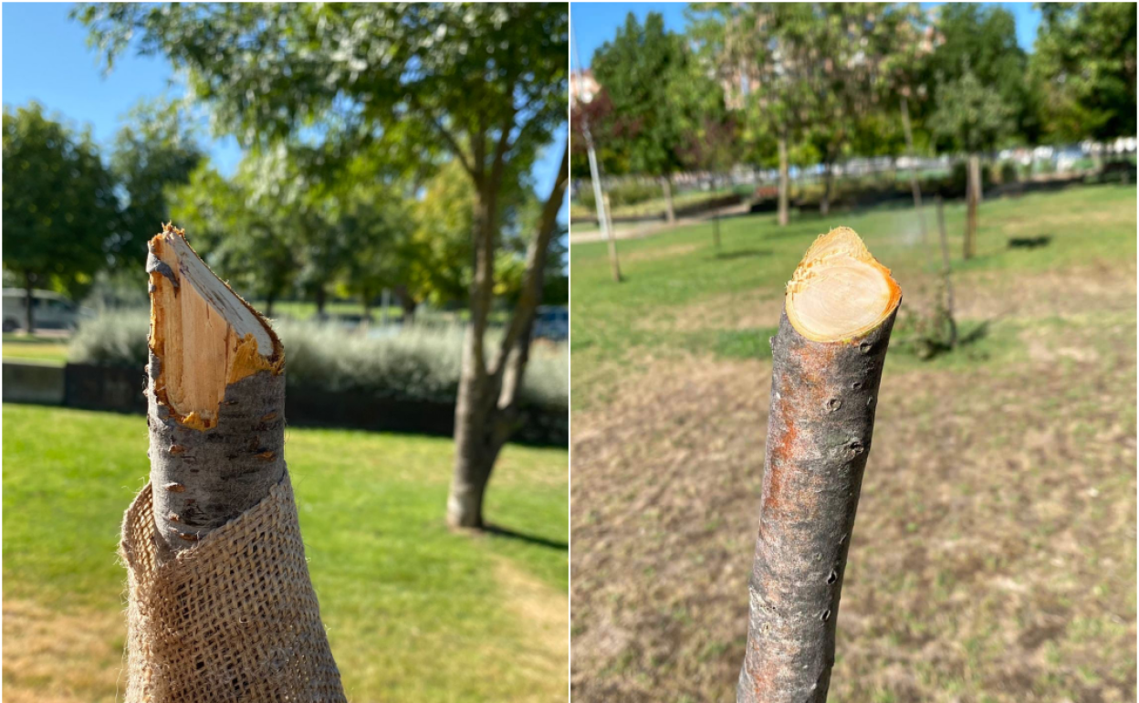 Árboles rotos en actos vandálicos en el entorno del lago