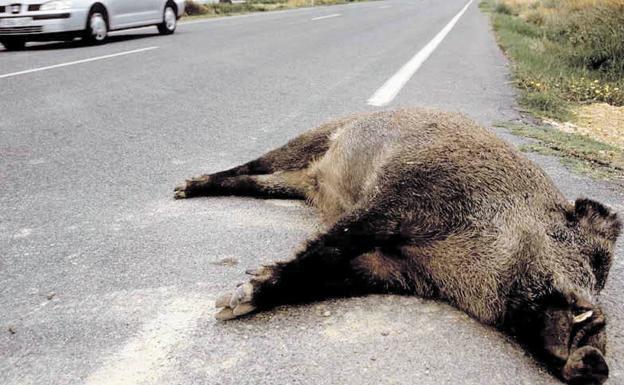 Lo que debes hacer si un animal se te cruza en la carretera y no puedes esquivarlo