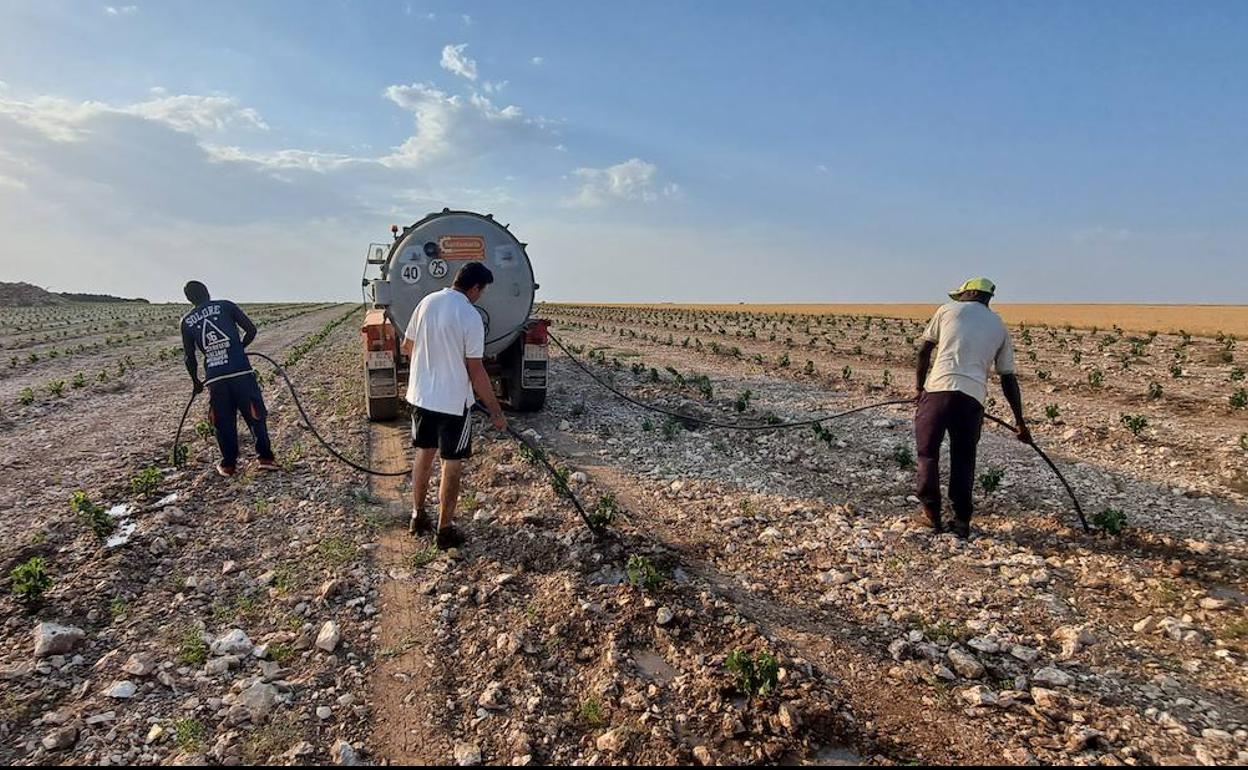 Tres viticultores regando un viñedo de un año en la Ribera del Duero para evitar que se seque la planta. 