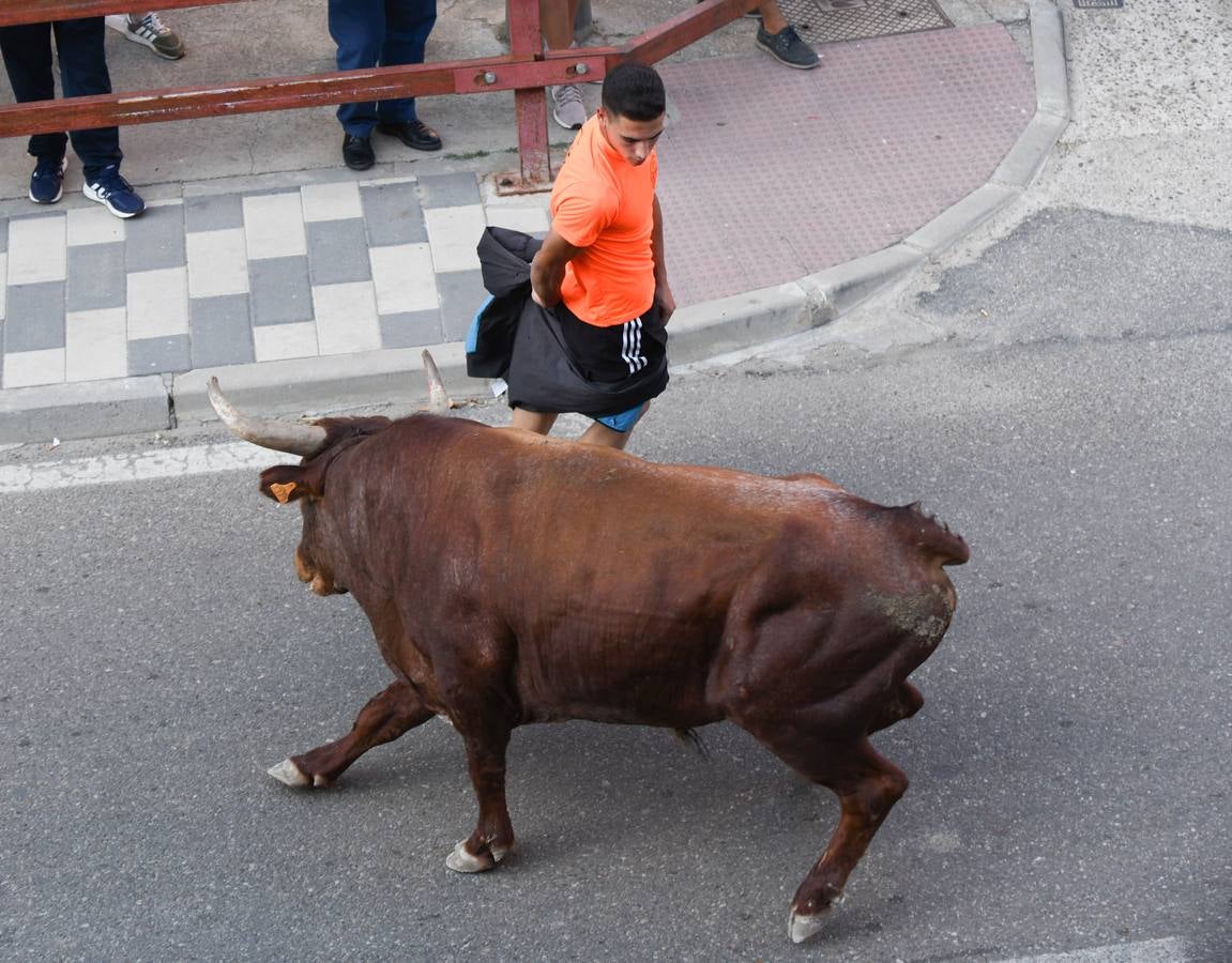 Fotos: Vuelven los festejos taurinos a La Seca en sus tradicionales fiestas de novillos