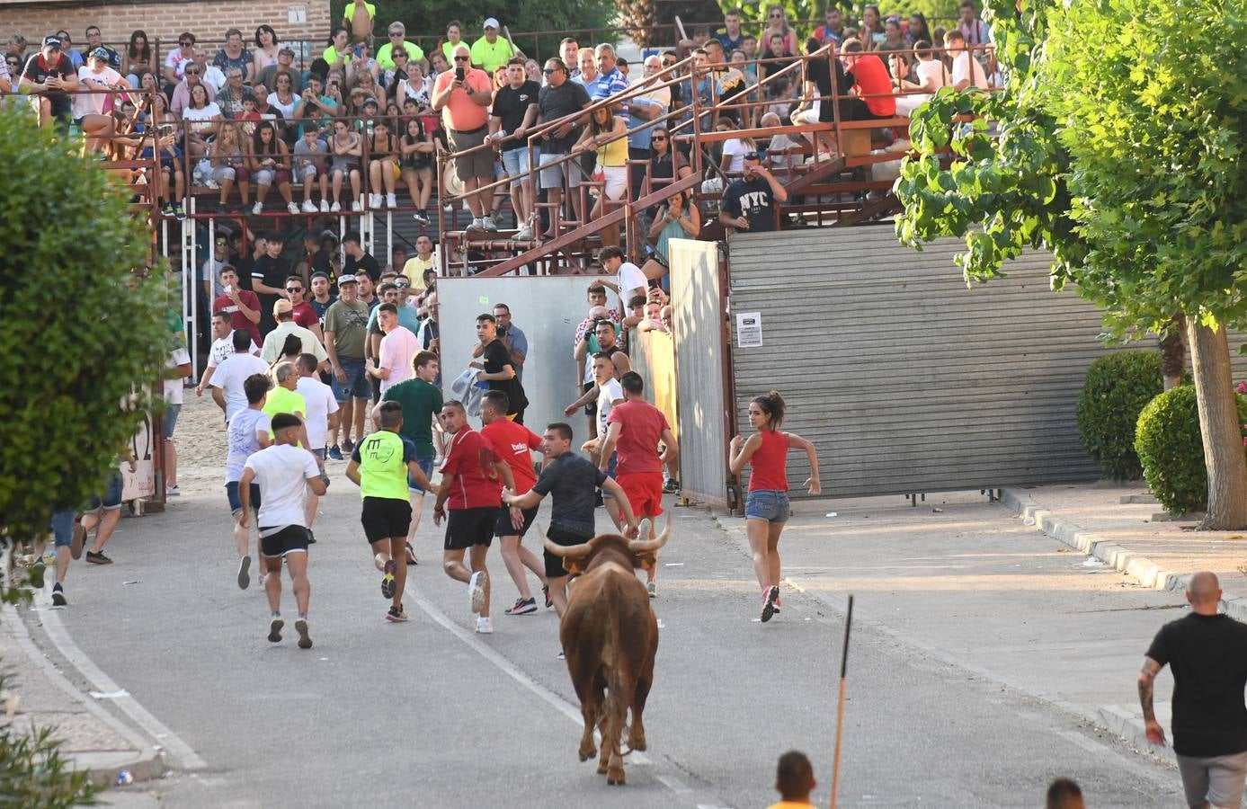 Fotos: Vuelven los festejos taurinos a La Seca en sus tradicionales fiestas de novillos