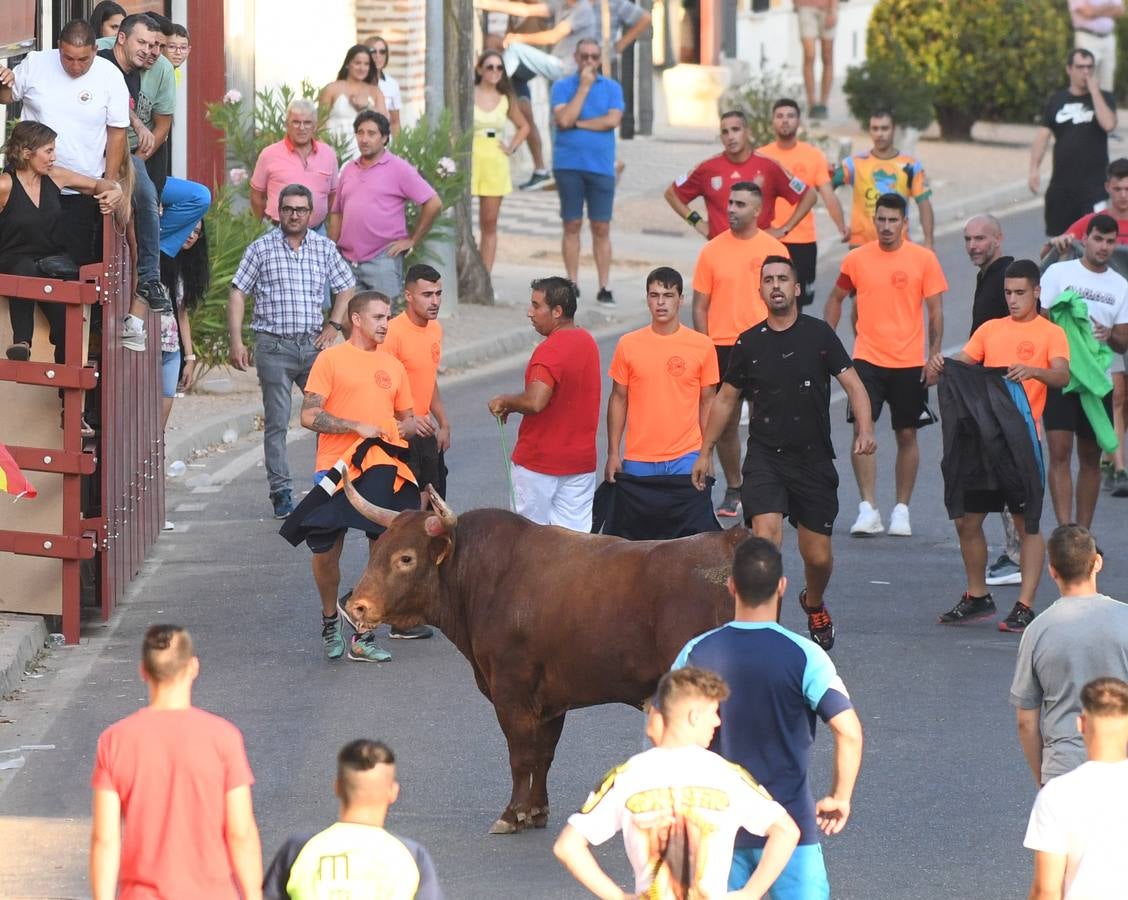 Fotos: Vuelven los festejos taurinos a La Seca en sus tradicionales fiestas de novillos