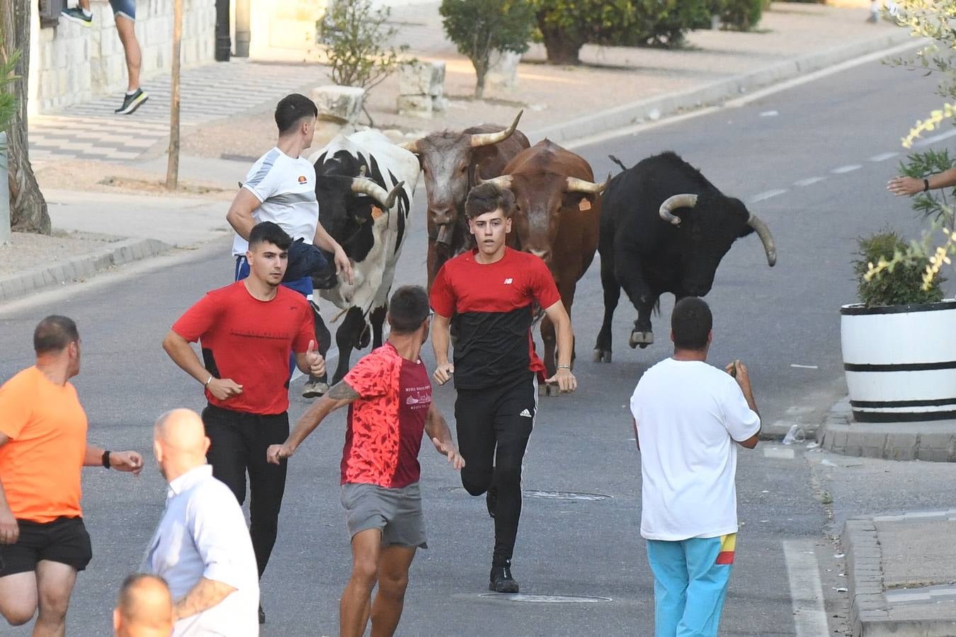 Fotos: Segundo encierro diurno de las fiestas de La Seca