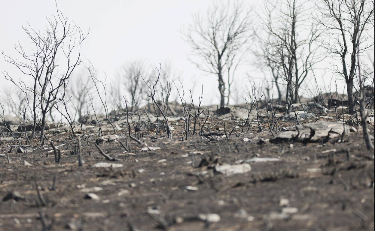 Zona de la Sierra de la Culebra calcinada por el fuego del incendio de Losacio de mediados de mes.