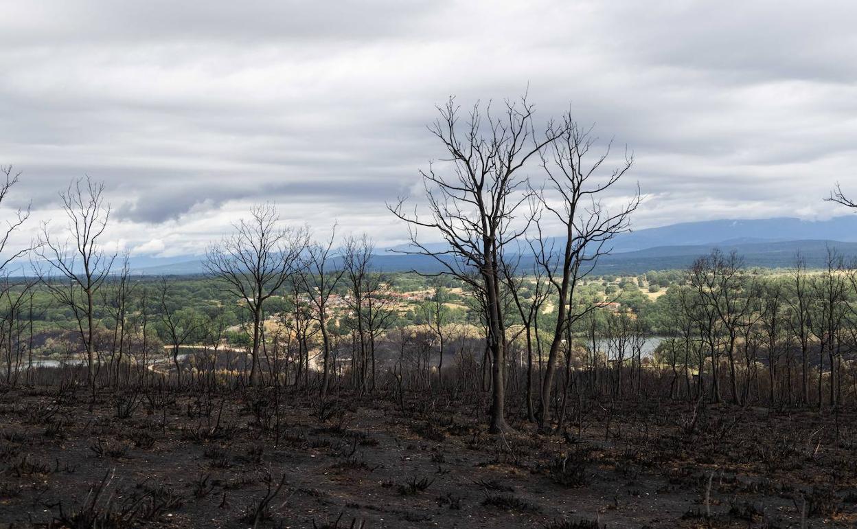 Consecuencias del incendio de la Sierra de la Culebra, Zamora. 