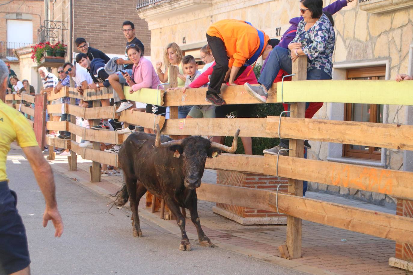 Fotos: Los primeros encierros en Palencia después de un parón de dos años