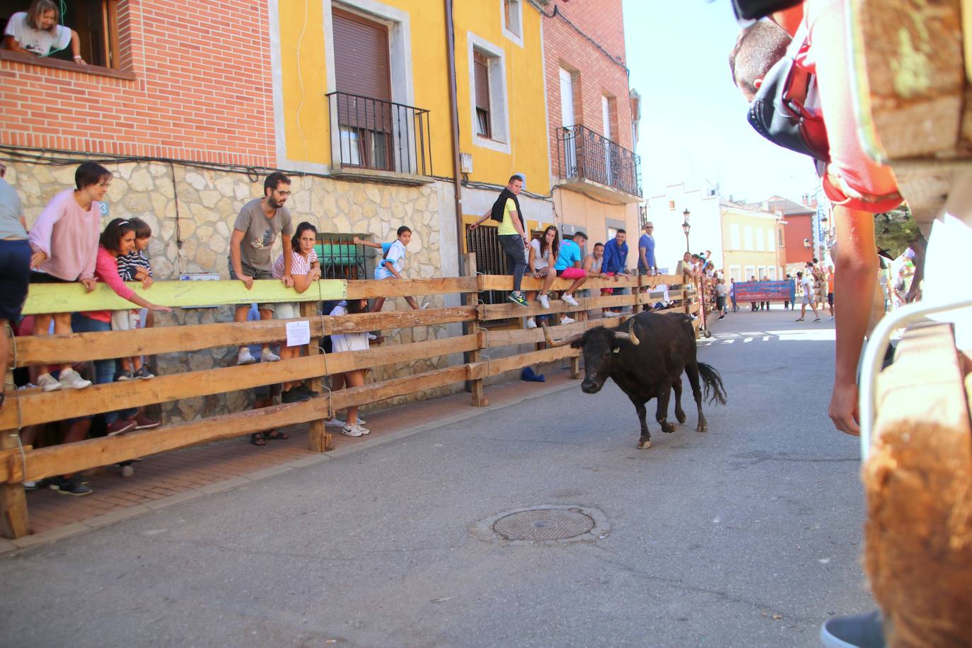 Fotos: Los primeros encierros en Palencia después de un parón de dos años