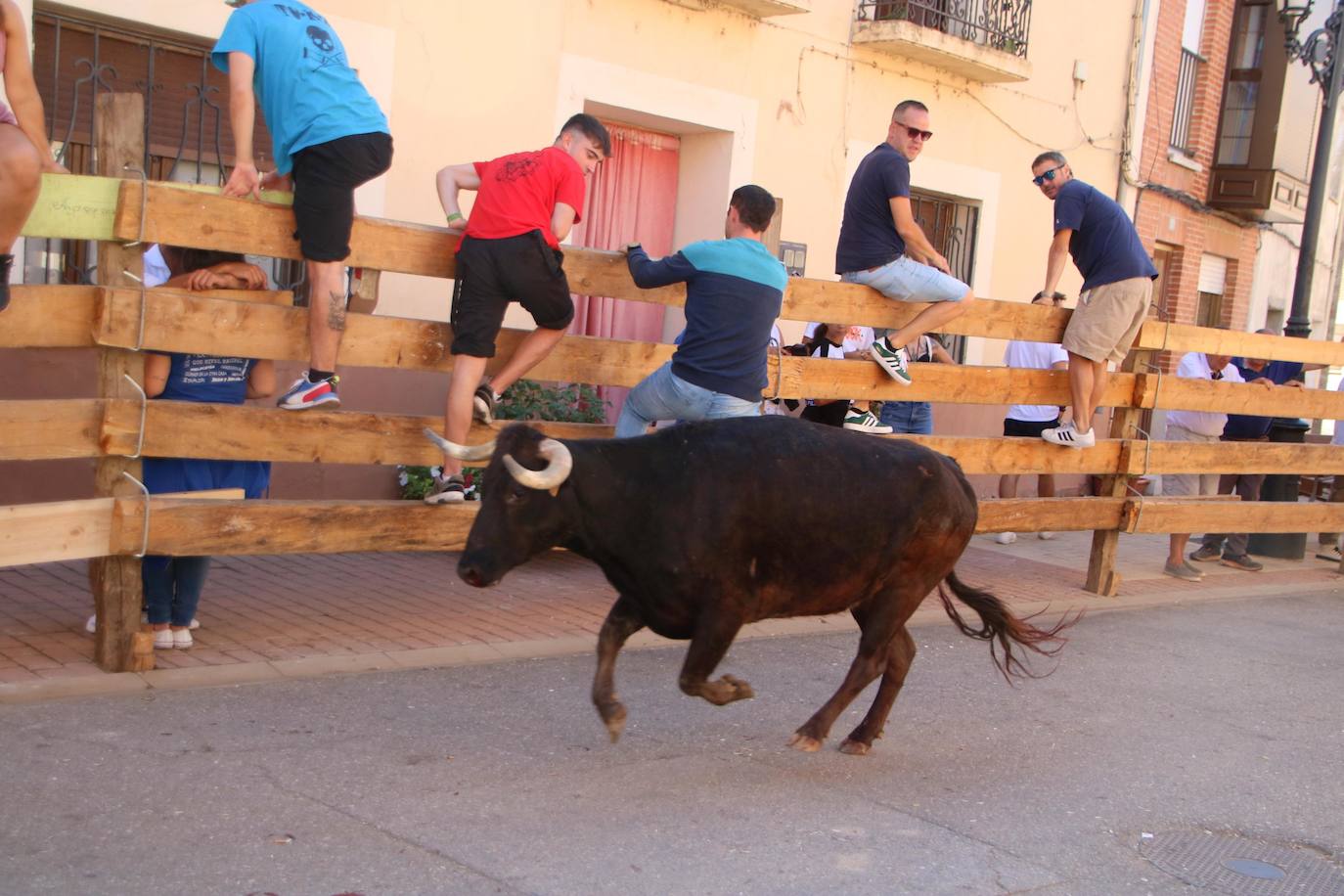 Fotos: Los primeros encierros en Palencia después de un parón de dos años