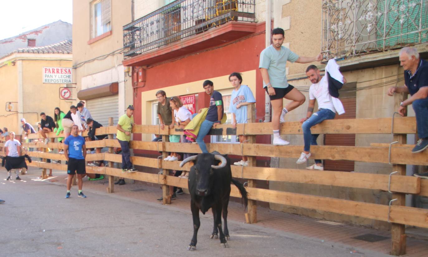 Fotos: Los primeros encierros en Palencia después de un parón de dos años