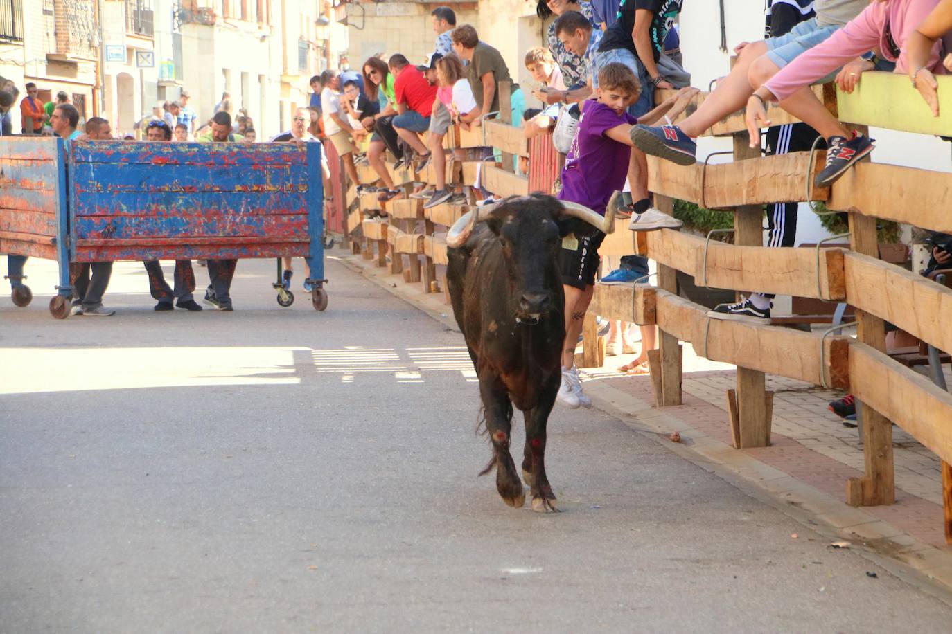 Fotos: Los primeros encierros en Palencia después de un parón de dos años