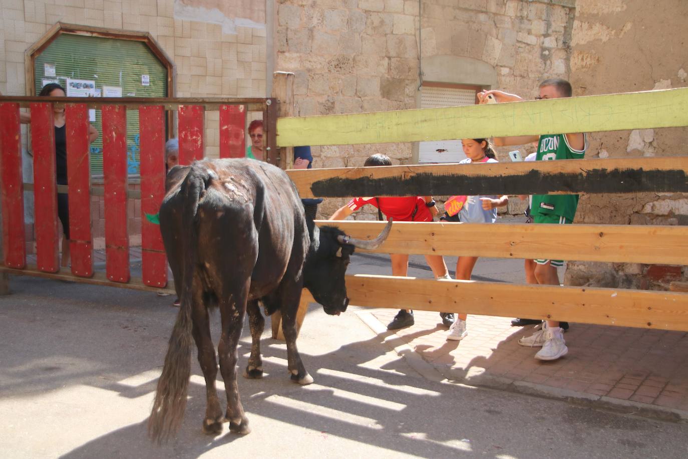 Fotos: Los primeros encierros en Palencia después de un parón de dos años