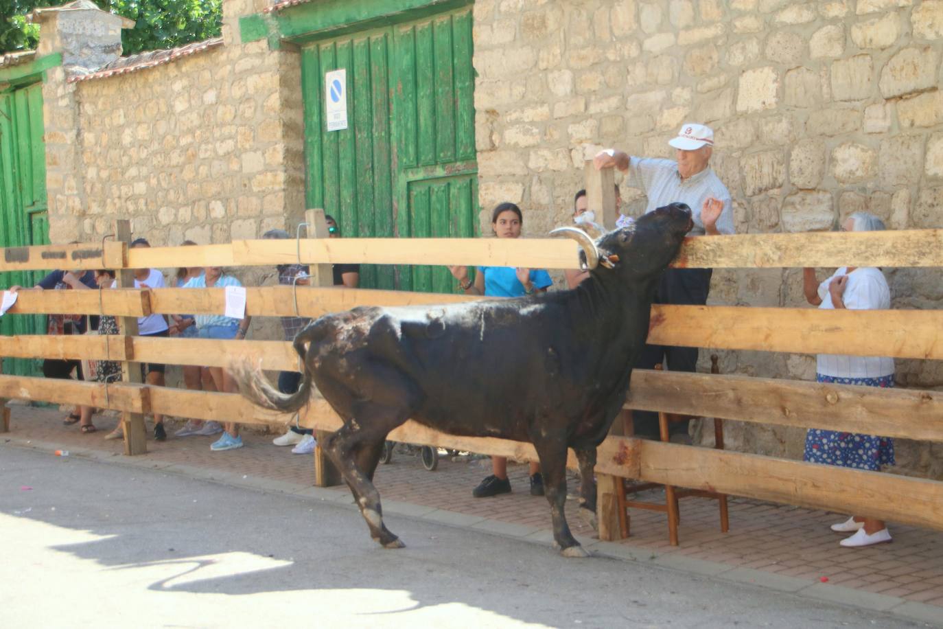 Fotos: Los primeros encierros en Palencia después de un parón de dos años