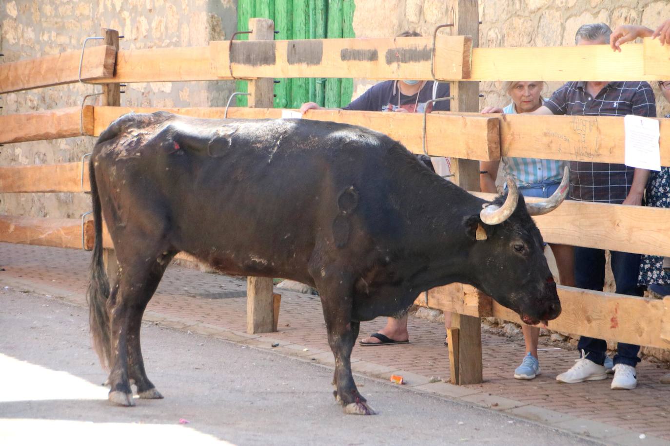 Fotos: Los primeros encierros en Palencia después de un parón de dos años