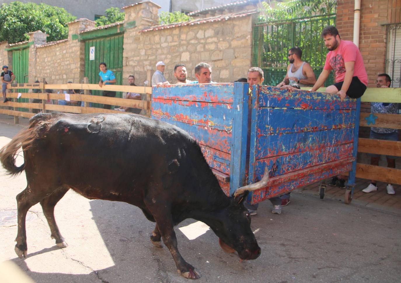 Fotos: Los primeros encierros en Palencia después de un parón de dos años
