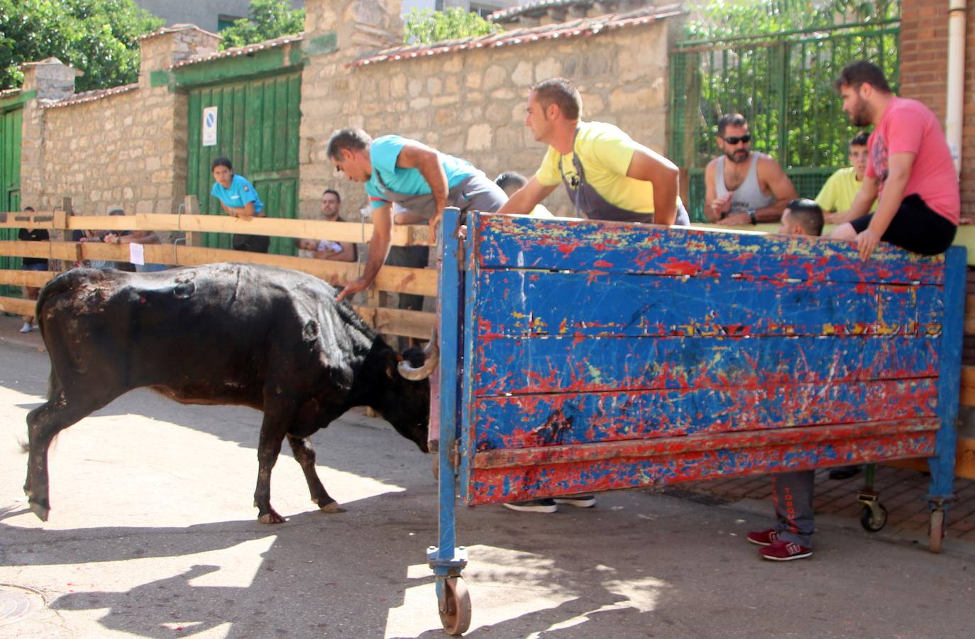 Fotos: Los primeros encierros en Palencia después de un parón de dos años