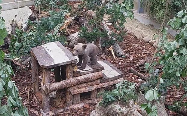 El osezno encontrado en León, en el Centro de Recuperación de fauna silvestre de Villaexcusa. 