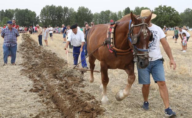 Castrillo de Villavega recupera las labores del campo en la Fiesta de la Trilla