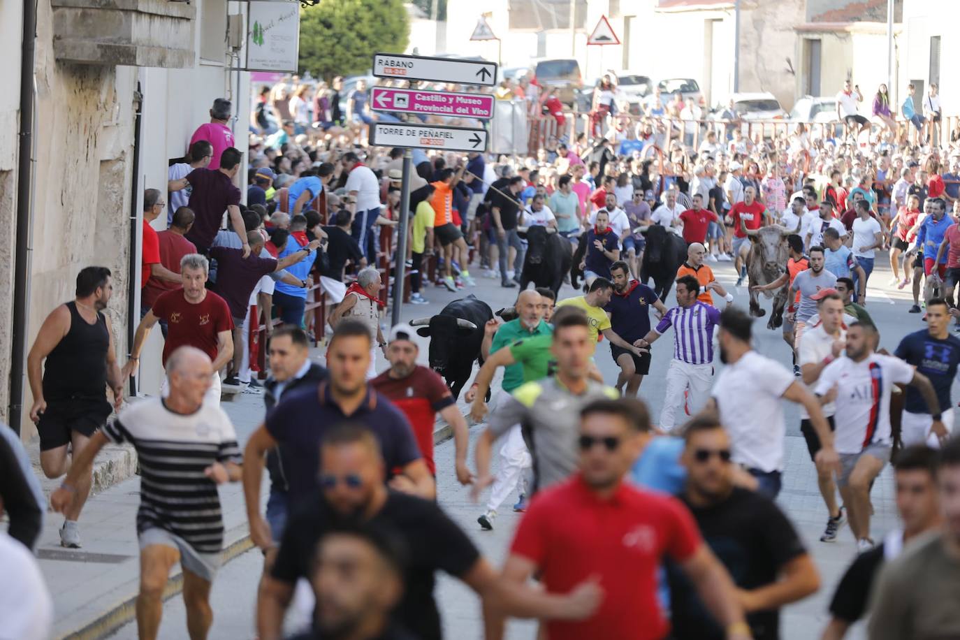 Fotos: El primer encierro de las fiestas de Peñafiel, en imágenes