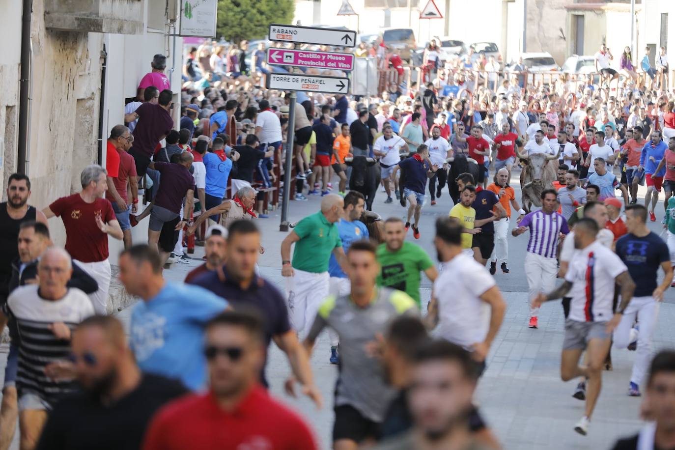 Fotos: El primer encierro de las fiestas de Peñafiel, en imágenes