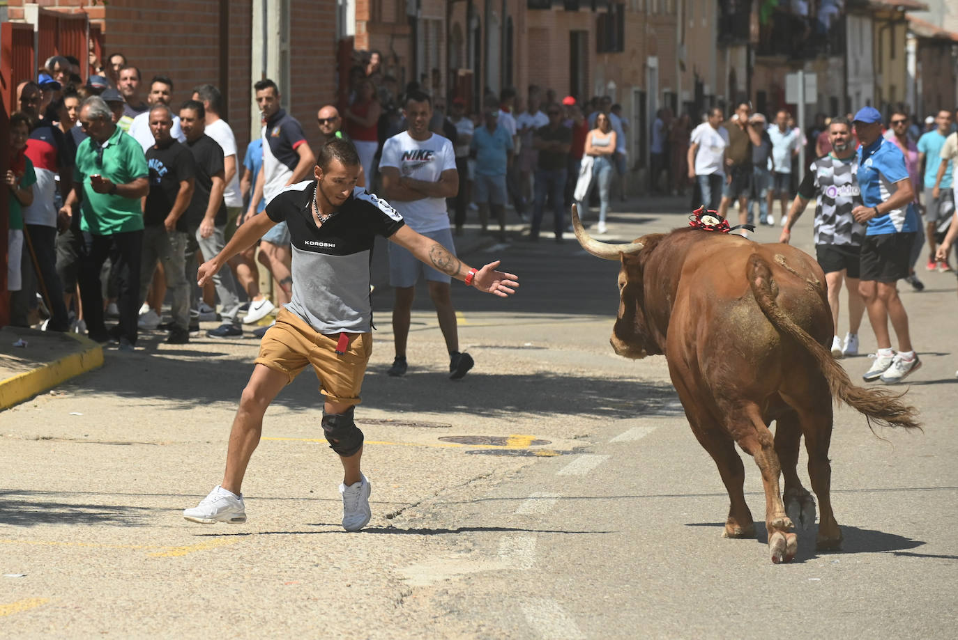 Fotos: El toro del verdejo protagoniza el tercer encierro de las fiestas de Rueda