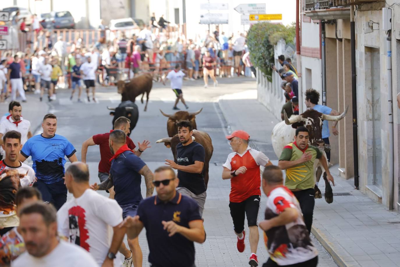 Fotos: Segundo encierro de las fiestas de Peñafiel