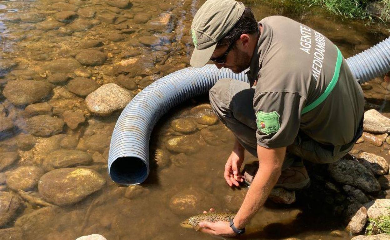 Un agente medioambiental recoge uno de los peces en el Cega.