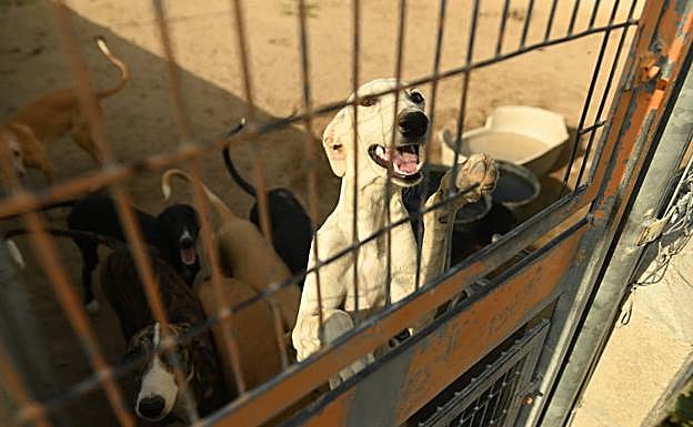 Animales de la Protectora y Santuario Scooby. 