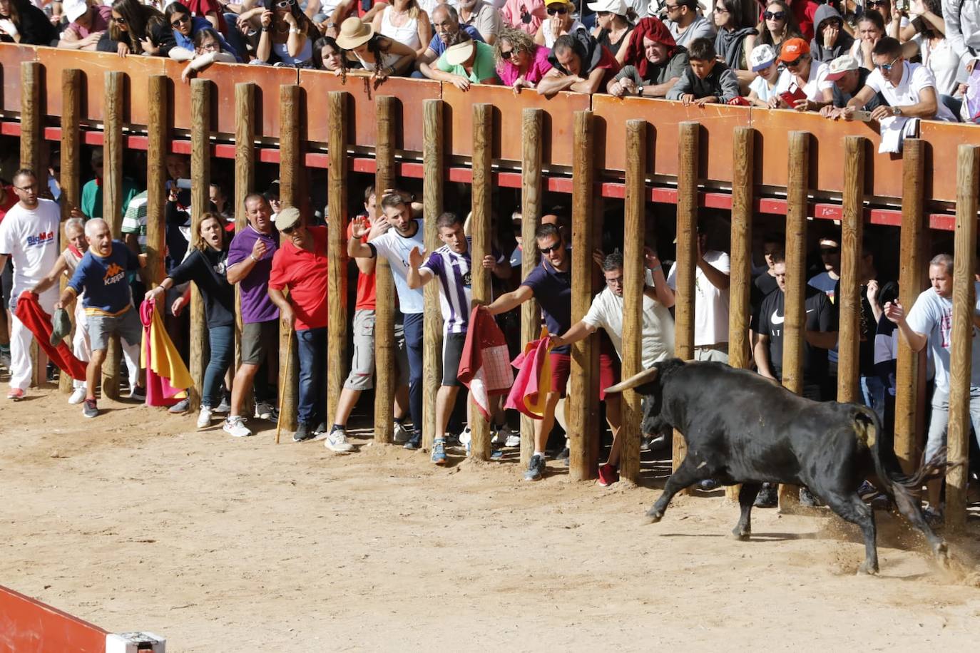 Fotos: Cuarto y último encierro de las fiestas de Peñafiel