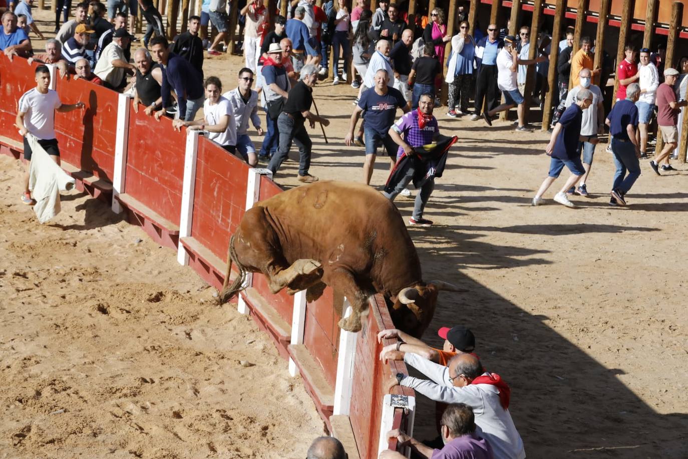 Fotos: Cuarto y último encierro de las fiestas de Peñafiel