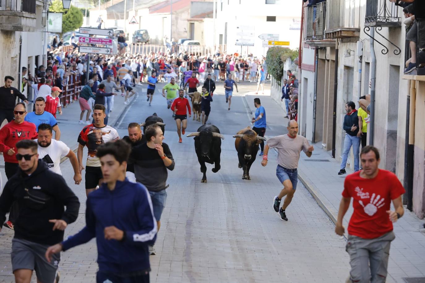 Fotos: Cuarto y último encierro de las fiestas de Peñafiel