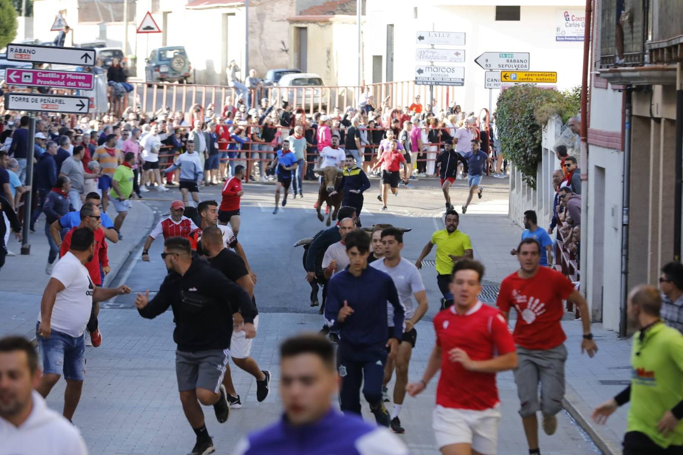 Fotos: Cuarto y último encierro de las fiestas de Peñafiel